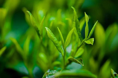 茶π×π 解码年轻化品牌营销与功能性茶饮研发新思路